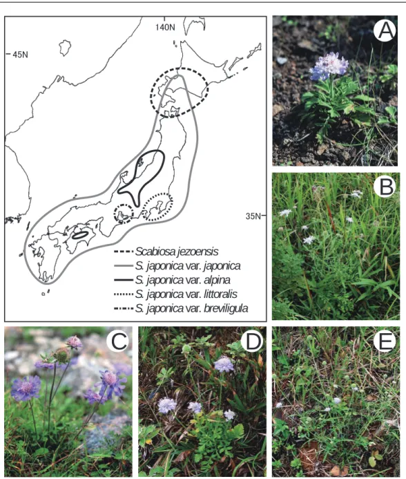 Fig. 1. Taxonomy and distribution map of Scabiosa in Japan. 日本産マツムシソウ属植物の分類と分布.