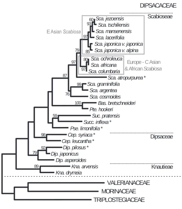 Fig. 2. Phylogeny of Dipsacaceae infered from nDNA（ITS）and cpDNA（trnL intron） , Maximum likelihood tree