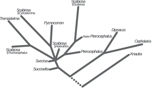 Fig. 3. Phylogenetic cladogram of genera in Dipsacaceae based on morphology and cytotaxonomy（Verlaque 1986 b, plate 33, modified） 