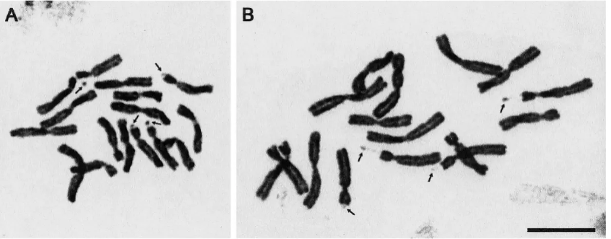 Fig. 3. Karyotypes of Adonis multiflora. A : Bitchu−cho, Okayama Prefecture. B : Tojo−cho, Hiroshima Prefec- Prefec-ture