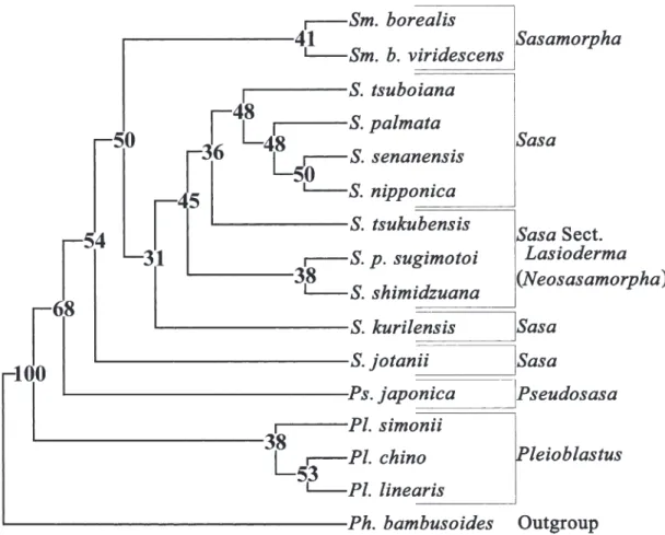 Fig. 3. A single most parsimonious tree of 35 morphological characters in 16 taxa rooted at Phyllostachys bam- bam-busoides with CI, RI, and tree length of 0.72, 0.47, and 82 steps, respectively