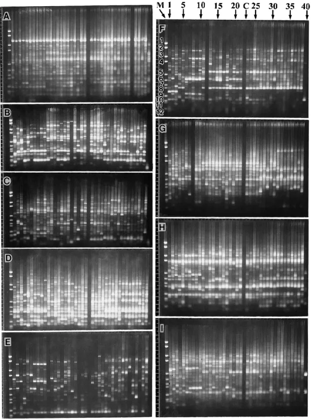 Fig. 4. RAPD banding patterns for primers of A, OPA―01 ; B, OPA―06 ; C, OPA―08 ; D, OPA―17 ; E, OPC―03 ; F, OPC―06 ; G, OPC―14 ; H, OPC―16 ; I, OPC―18 in the Japanese bamboos