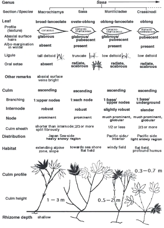 Fig. 2. Index of vegetative organs to Japanese dwarf, culm-sheath persistent bamboos, the Sasa-group