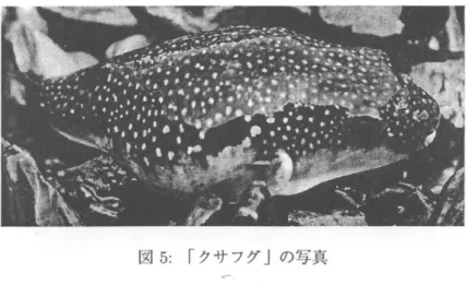 図 5 ・ 「クサフグ j の写真 教材としての WorldWide Web 