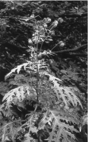 Fig. 5. Strobilanthes wakasanus.
