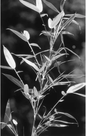 Fig. 13. Semiarundinaria yashadake.