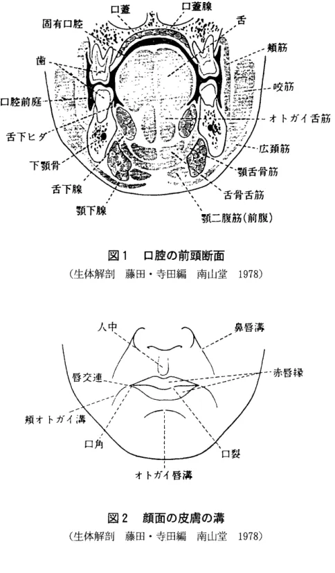 図 1 口腔の前頭断面 ( 生体解剖 藤田 ･寺田編 南山堂 1 9 7 8 ) オ トガイ唇溝 図 2 顔面の皮膚の溝 ( 生体解剖 藤田 ･寺田編 南山堂 1 9 7 8 ) 血液が透 けて赤 く見える ｡ 口唇の内面には, 口唇正中に歯肉との間に上 ･下唇小帯 とい う粘膜の ヒダが 見 られ る｡また,頬の後部では軟 口蓋 との境 に,翼突下顎 ヒダという粘膜の ヒ ダが見 られ る ｡ 上顎第 2大 臼歯 の歯冠 の高 さの頬粘膜 には,耳下腺乳頭が あ る ｡ 大唾液腺の耳下腺か らの唾液 は導