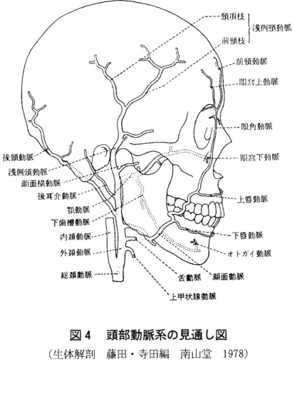図 4 頭部動脈系の見通 し図 ( 生体解剖 藤田 ･寺田編 南山堂 1 9 7 8 ) に残 り,歯髄 となる｡歯根ができる時,結合組織の一部 ( 歯小嚢)が分化 して セメン ト質ができる｡また この時顎骨 も作 られ,骨 と歯の間の歯小嚢が歯根膜 となる｡ ( 3 ) 舌 舌は,口腔底の後方か ら前上方 に突出す る筋性器官で,大変運動性 に富んで いる｡岨噂,嘩下,発語など口腔の補助器官 として,また味覚器 として重要な 役割を果 している｡口腔粘膜の うち,舌表面を被 う部分を舌粘膜 といい,重層