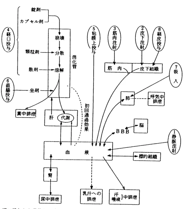 図 2 薬の投与方法 と体の中での動 き