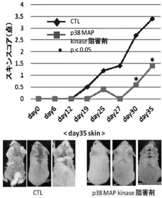図 1:p38 MAP kinase 阻害剤投与におけるスキンスコアによる 線維化抑制の検討 PBS 投与群と p38MAP kinase 阻害剤投与群の両者で移植後の スキンスコアの推移をグラフ化した ( 左三枚の写真 : コント ロール群、右三枚の写真 :p38 MAP kinase 阻害剤投与群）金沢大学十全医学会雑誌 第124巻 第2号 41−42（2015）  411．はじめに 全身性強皮症は皮膚および内臓諸臓器の線維化を来す膠原病である．その原因は未だ不明であり，早急に新規治療標的を定める必要が