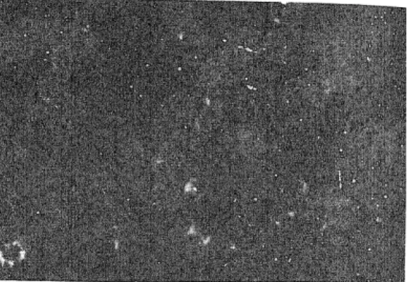 図 1 2 . L 1 2 1 0 細 胞 の 蛍光 染 色 図 1 4 . E h r li c h が ん 細 胞 の 蛍 光 染 色 図 1 6 . N F 肉 腫 の 蛍 光染 色 図 1 3 