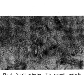 Fig. 5. Arteriovenous anastomosis. ×530