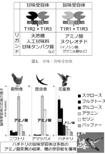 図 1.　甘味・旨味受容体．