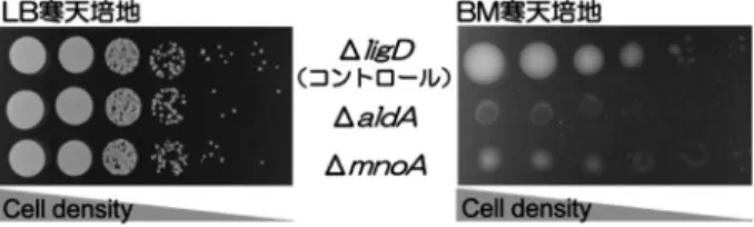 図 2.　ΔmnoA およびΔaldA の低栄養生育．