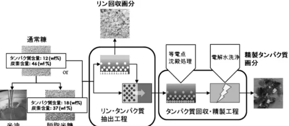 Fig. 1.　タンパク質・リン連続回収プロセス（IP-EWT法）．