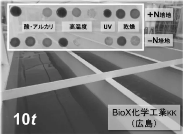 図 4.　BX1.5 EPS の原子間力顕微鏡像．
