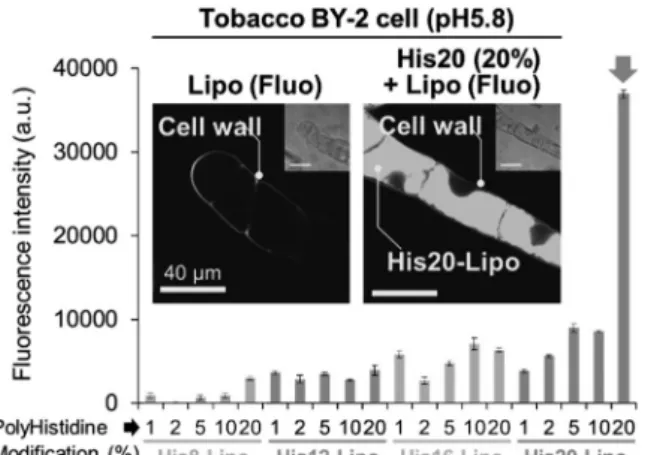 図 1.   植物細胞膜透過ペプチド修飾リポソーム（His20-Lipo）