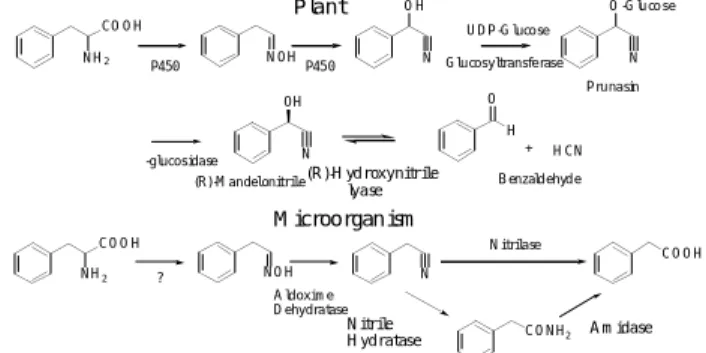 図１ .  フェニルアラニン脱水素酵素およびジアフォラーゼ を用いる L- フェニルアラニンの蛍光定量法