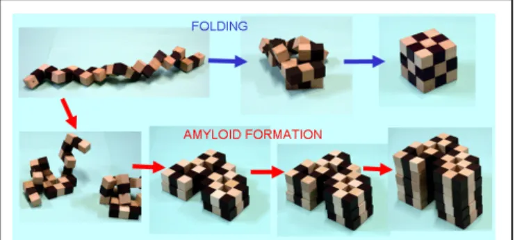 Fig. 1. Models of protein folding and misfolding. 