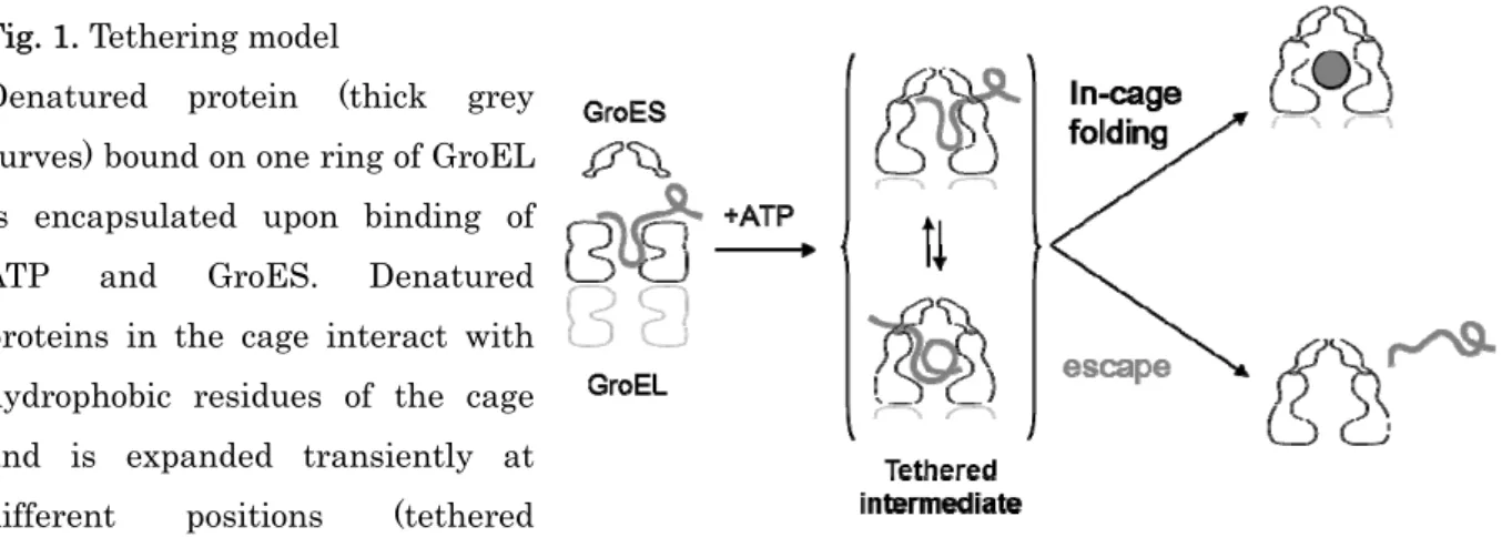 Fig. 1. Tethering model 