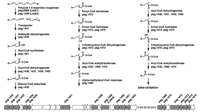 図 2. R. gummiphilus NS21 T 株で推定されたゴム分解経路と分解遺伝子群．