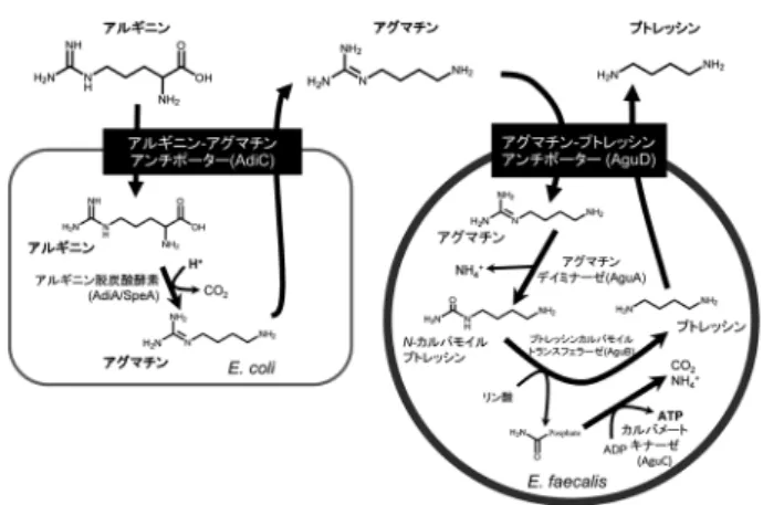 図 2 腸内細菌2 菌種にまたがるプトレッシンの合成経路