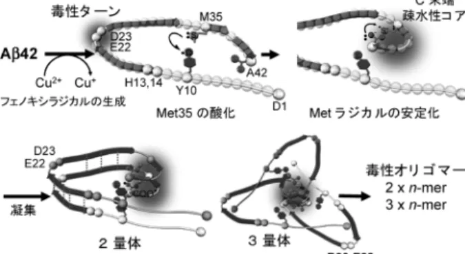 図1 Aβ42 の毒性オリゴマーの推定構造と生成機構 2,3）