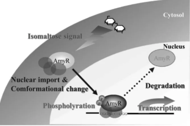 図 1 AmyR による転写制御機構のモデル