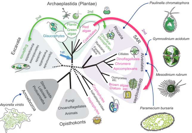 Figure 1.1. Phylogenic relationship in eukaryotes that possess obligate/facultative  photosynthetic endosymbionts