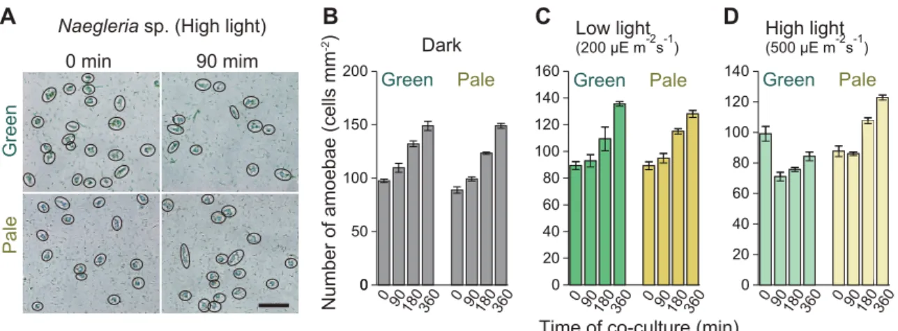 Figure 2.2. Effects of the photosynthetic trait and light on growth of amoebae. 