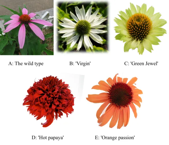 Fig. 1.2 E. purpurea varieties grown in Japan. 