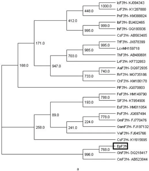 Fig. 2.3a Phylogenetic tree of F3'H sequences, constructed using the neighbor-joining method