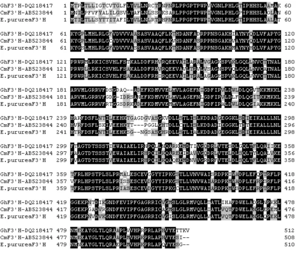 Fig.  2.3b  Multi-alignment  of  deduced  amino  acid  sequences  of  EpF3'Hs  in E.  purpurea