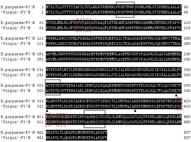 Fig. 2.4 Multi-alignment of deduced amino acid sequences of F3'H in E. pururea (Wild type), and  'Virgin'