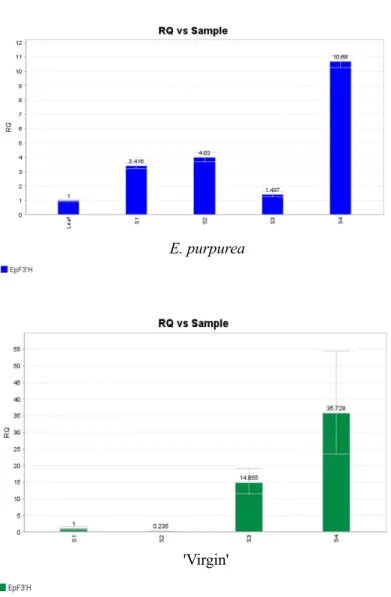 Fig. 2.5  Expression analysis of the EpF3'H gene of the wild type and 'Virgin'. Both images show  RT-PCR products obtained after 40-cycles