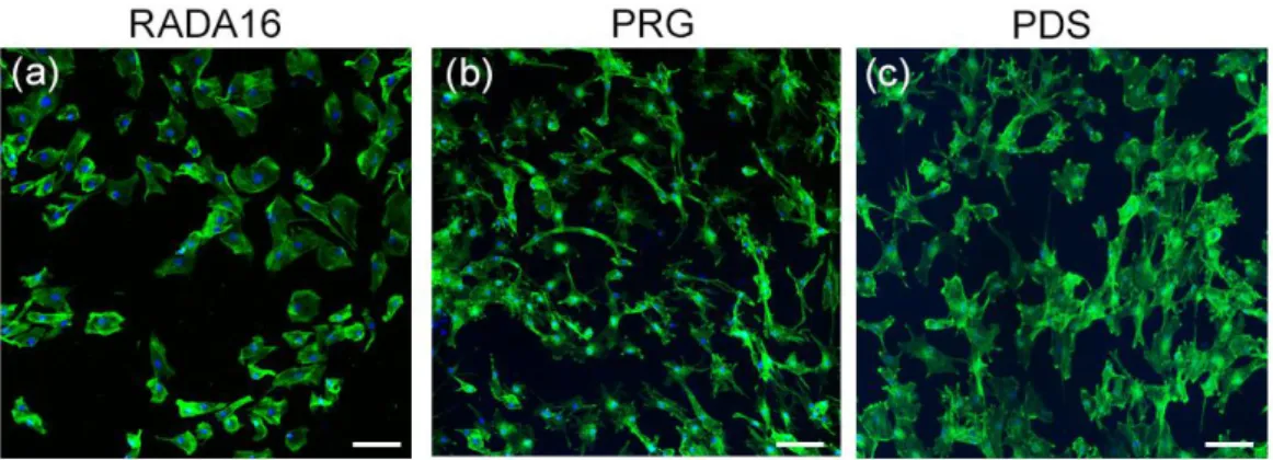 FIGURE 2 Representative confocal laser scanning microscopy images. 