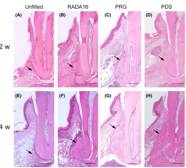 FIGURE 4 Histopathological analysis (H&amp;E staining).   