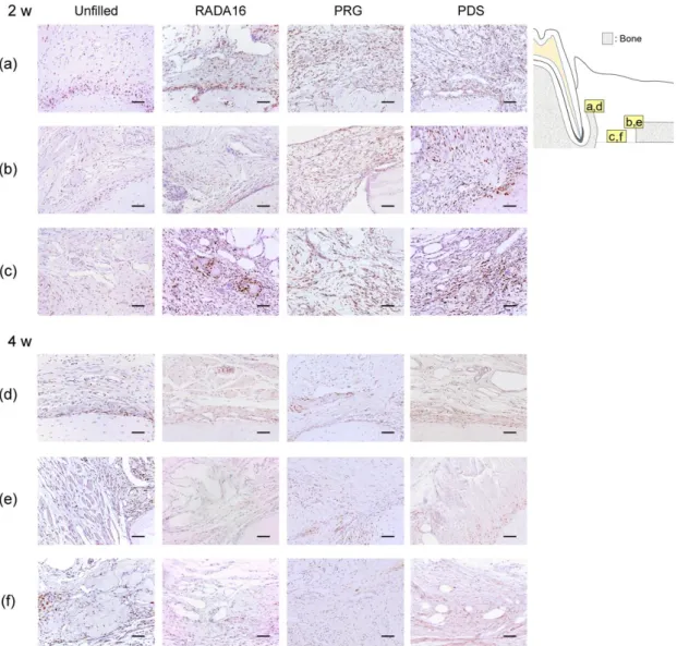 FIGURE 5 Representative images of PCNA staining.   