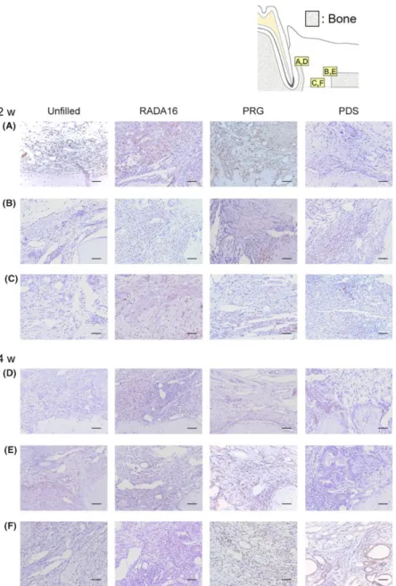 FIGURE 6 Representative images of VEGF immunohistochemical analysis.   