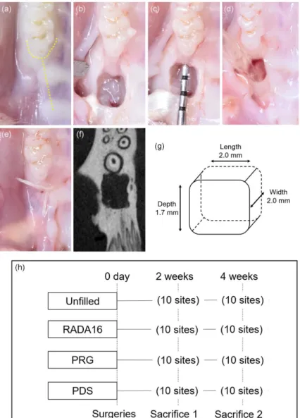 FIGURE S1 Periodontal defect creation and the protocol for in vivo experiments. 