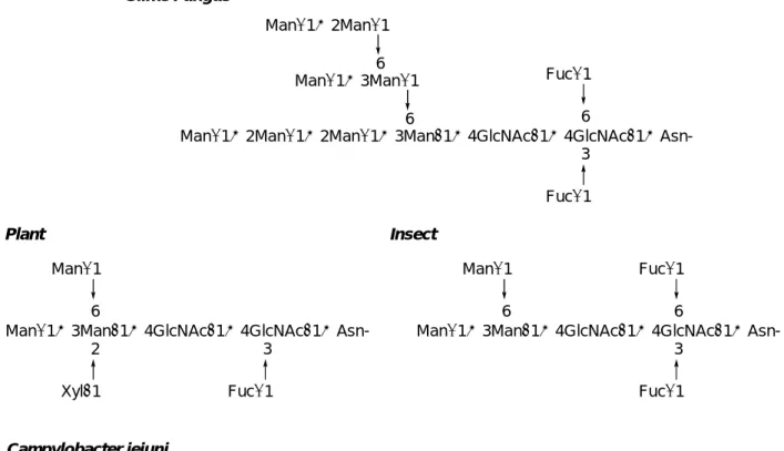 Figure 0-3. Evolution of N-Glycans