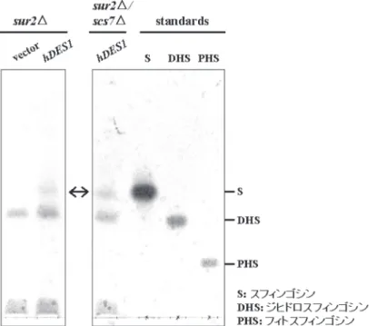 図３　出芽酵母における hDES1 タンパク質の発現 図４　hDES1 遺伝子導入によるスフィンゴシン骨格をもつスフィンゴ 脂質の産生