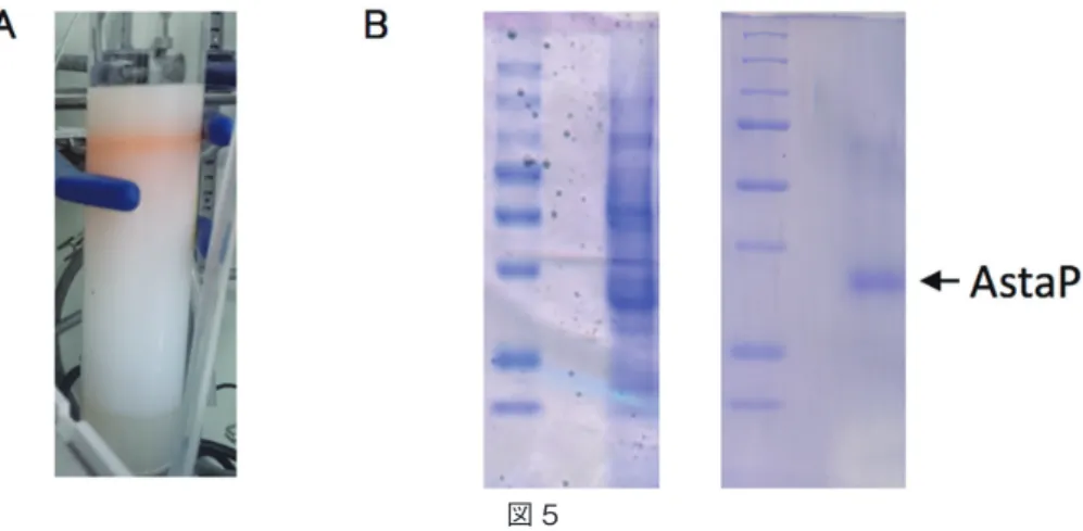 図 5 A. AstaPタンパク質精製の様子