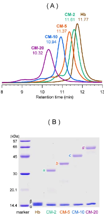 Figure 2. (A) SEC profiles of CM-2, -5, 10, -20, and native Hb. A larger CM showed a shorter  retention time