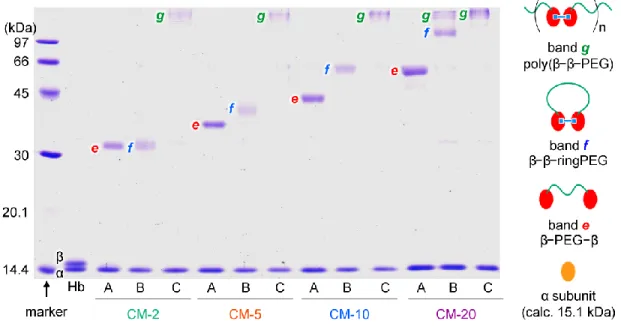 Figure 5. SDS-PAGE of CMs before and after ββ-cross-linking at different concentrations: 