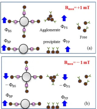 Figure 7 (a) shows the signals generated from the mark- mark-ers when the field of B mea = 1 mT was used