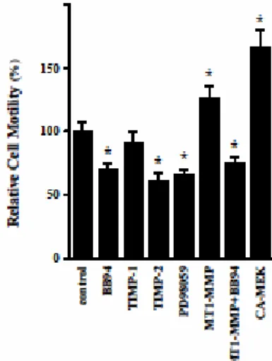 Fig. 1.  MT1-MMP is involved in cell migration.  HT1080  cells cultured in serum-free DMEM containing DMSO (Control),  BB94 (1 µM), PD98059 (25 µM), recombinant TIMP-1 or  TIMP-2 (10 µg/ml) and HT1080 cells transfected with  MT1-MMP or CA-MEK were examined