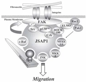 Fig. 1. Model depicting a FAK-JSAP1 scaffold for JNK  activation and cell migration. JSAP1 seems to be a    modulator of cell migration by associating with MAPK  signaling pathways and possibly microtubules.