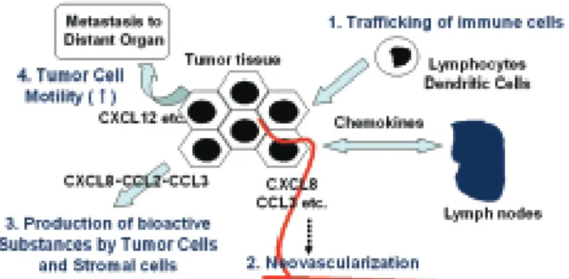 Fig. 1 ■ Roles of chemokines in tumor progression and metastasis processes