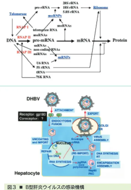 Fig. 1 ■ Low molecular weight RNAs are concerned in gene expression